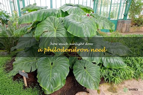 does philodendron need sun